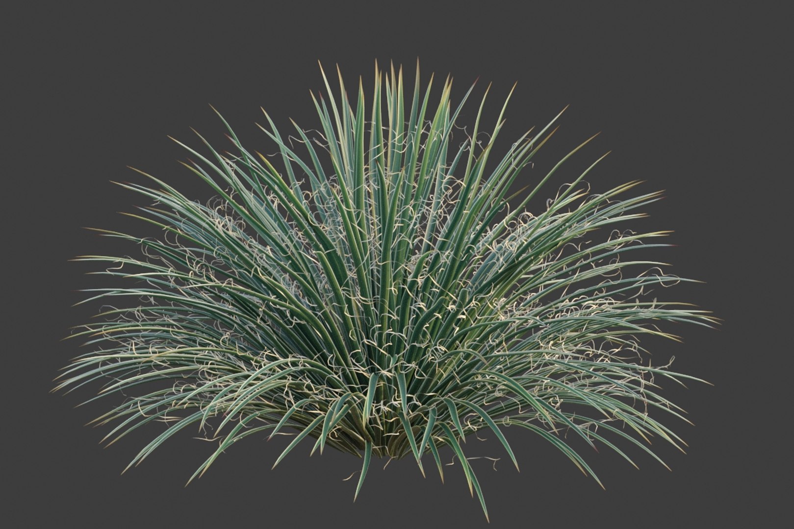 3D XfrogPlants Desert Flora Pack https://p.turbosquid.com/ts-thumb/4K/QlAOu0/pY/agavegeminiflora01/jpg/1618432969/1920x1080/fit_q87/b61cfe34fab6de508977539811574449ff0e84d2/agavegeminiflora01.jpg