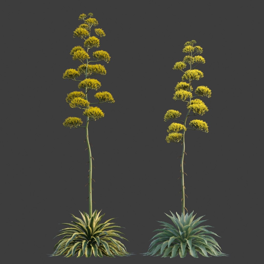 3D XfrogPlants Desert Flora Pack https://p.turbosquid.com/ts-thumb/4K/QlAOu0/ug/agave_americana03/jpg/1618432946/1920x1080/fit_q87/88661f8e6e085095f282c03d47c576a49444d049/agave_americana03.jpg