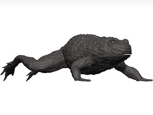 3D Bullfrog Stl
