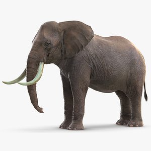 elephant waiting animal rigged 3D