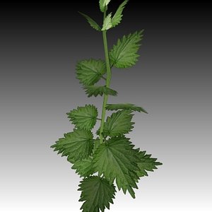 Nettle