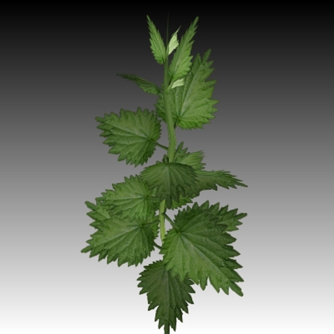 3ds Max Stinging Nettle