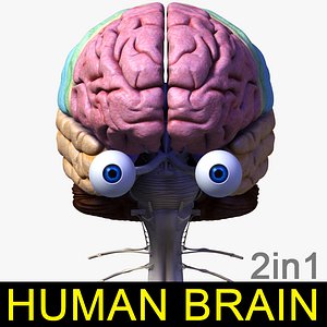 Human Brain 2in1