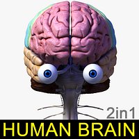 Human Brain 2in1