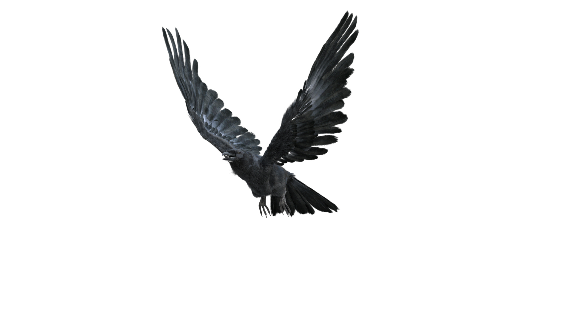realistic crow rigged model https://p.turbosquid.com/ts-thumb/4K/p11T8m/4pjDB491/fly2/jpg/1595298559/1920x1080/turn_fit_q99/4b28f556b3513903f30d437dc128dc974ca96d16/fly2-1.jpg