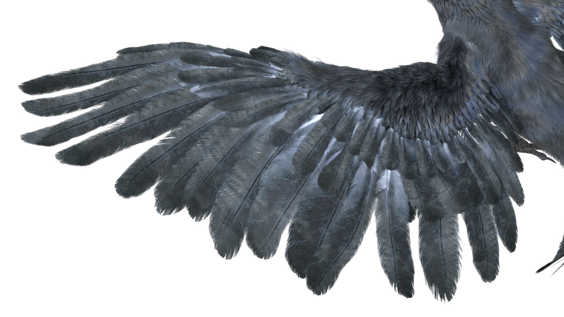 realistic crow rigged model https://p.turbosquid.com/ts-thumb/4K/p11T8m/CbpLEeAx/14/jpg/1580356461/1920x1080/fit_q87/ef47599bc629ccc3bc9f681bf6c58ce28d7f5d4e/14.jpg