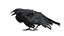 Pelliccia di corvo truccata