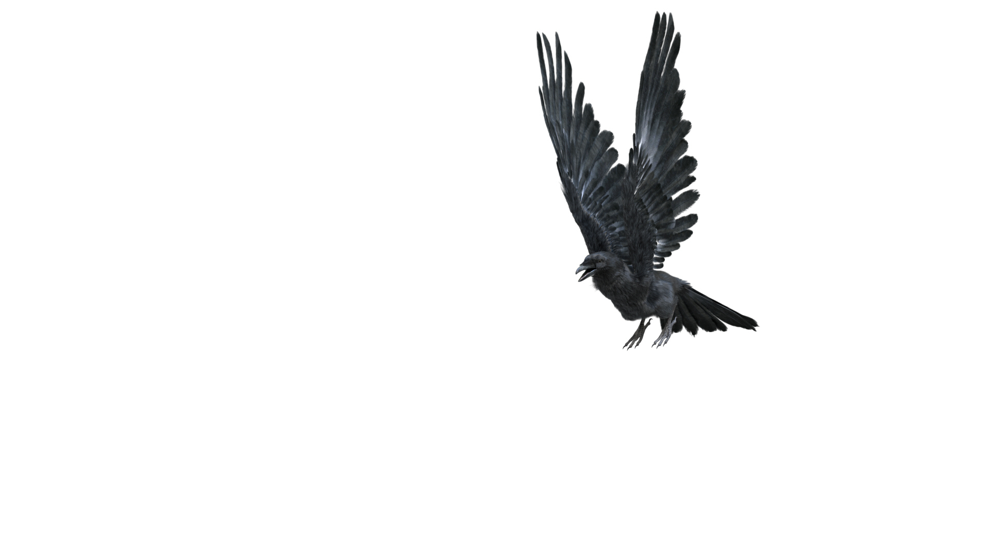 realistic crow rigged model https://p.turbosquid.com/ts-thumb/4K/p11T8m/T0DarfxD/down/jpg/1595298454/1920x1080/turn_fit_q99/fe42353d356ceb37690e94f35a5e6f319cfcf6ad/down-1.jpg