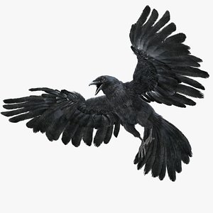 realistic crow rigged model