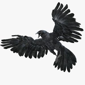 Crow Fur Animation Rigged