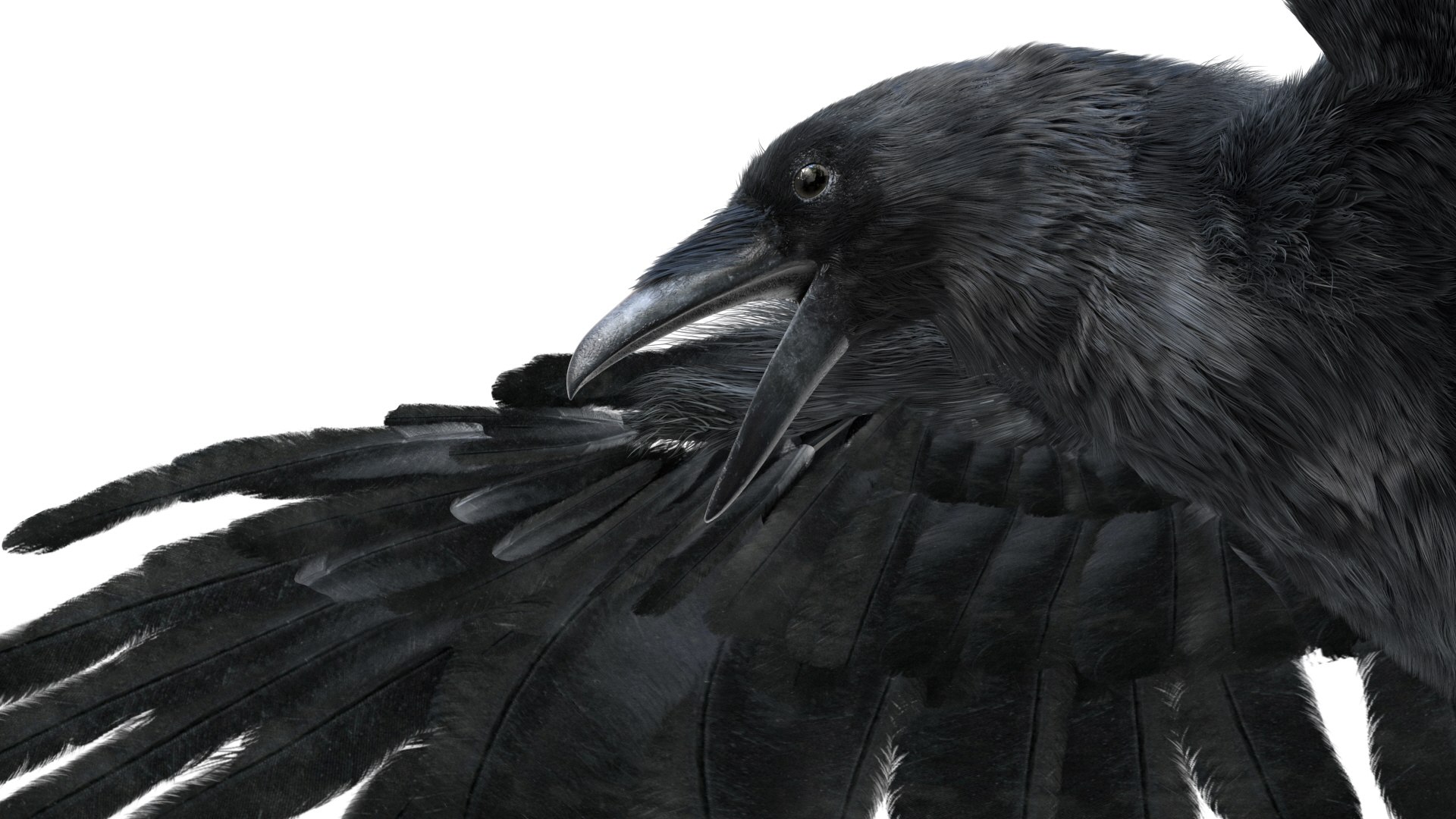 Realistic crow rigged model - TurboSquid 1503172