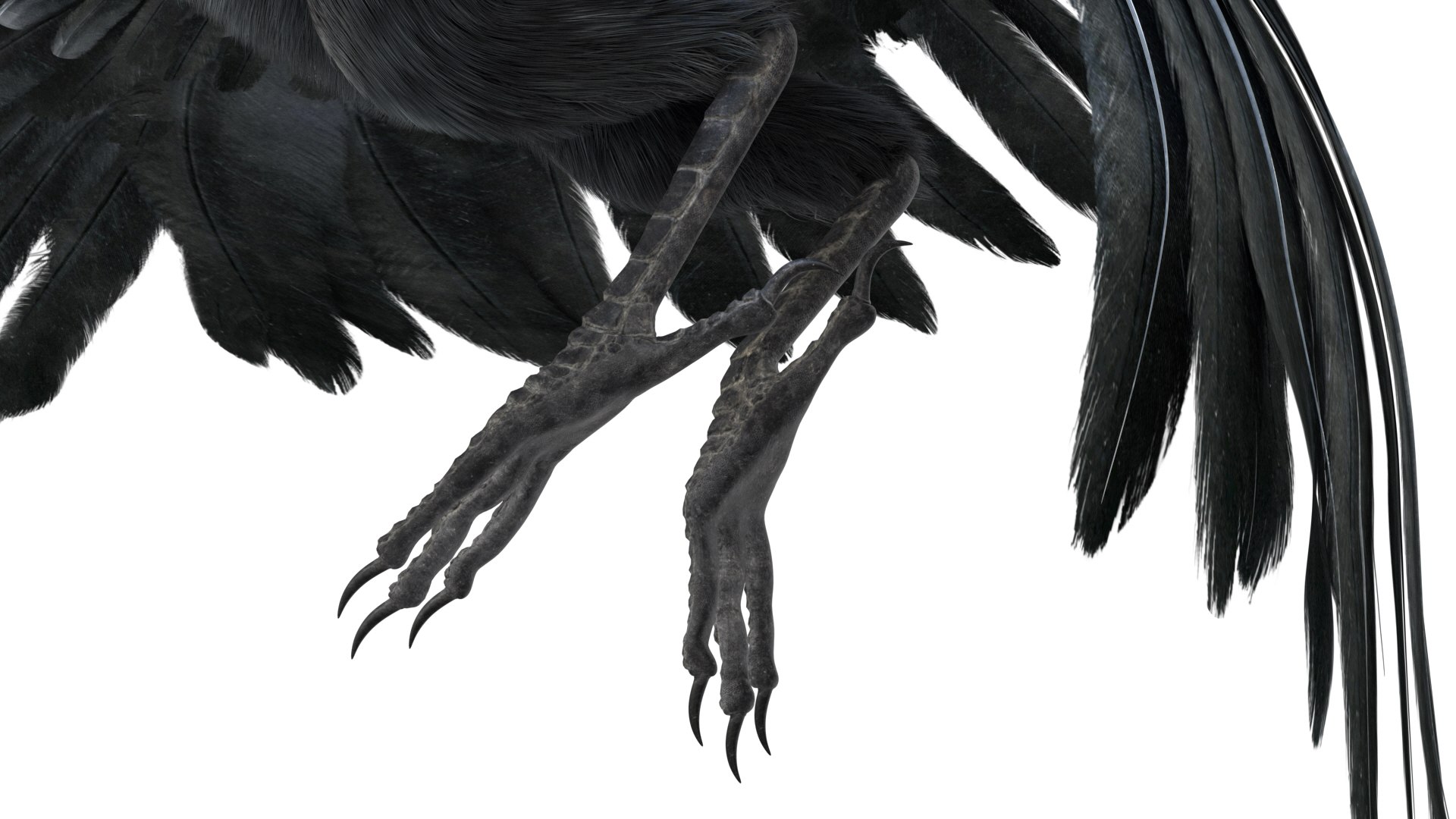 realistic crow rigged model https://p.turbosquid.com/ts-thumb/4K/p11T8m/mzkvIR2t/13/jpg/1580356460/1920x1080/fit_q87/aaa4a7052dafade163c2e9fae69c04f0d4035ccd/13.jpg