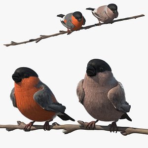 Male and Female Bullfinch Birds on Branch model