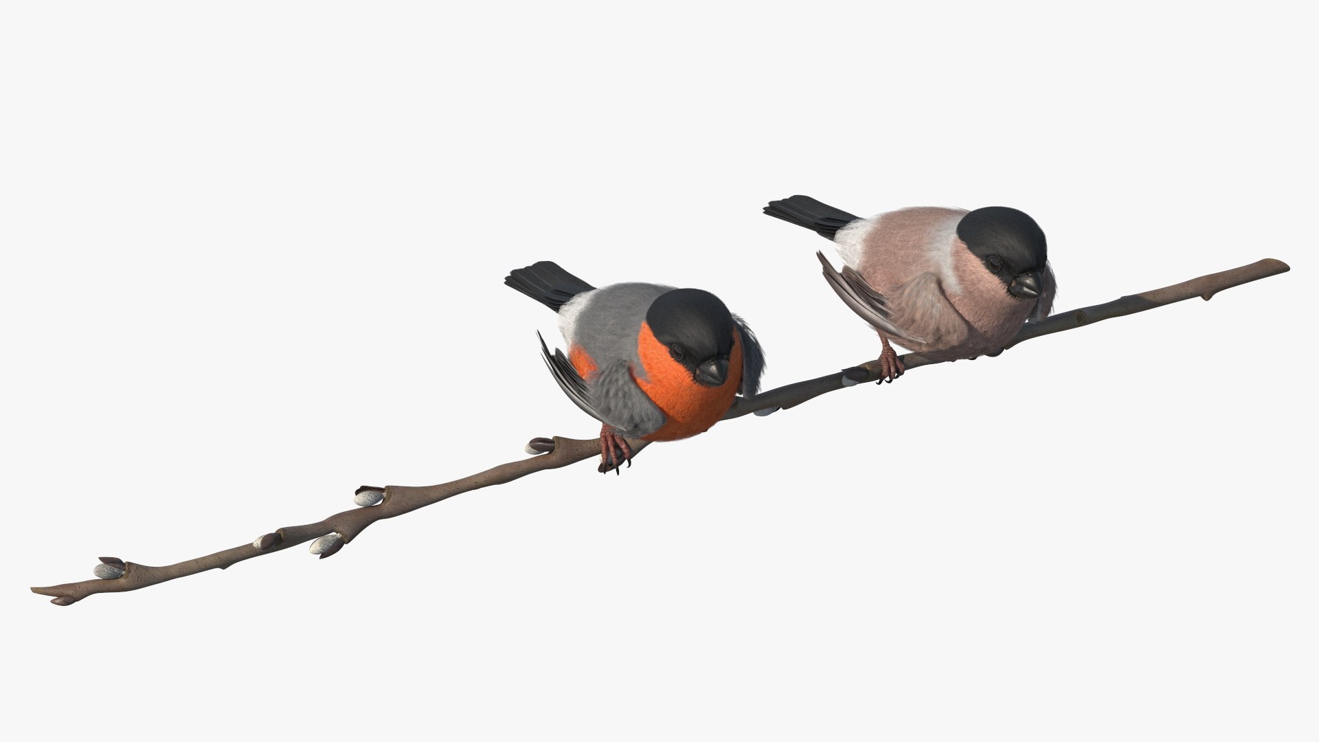 Male and Female Bullfinch Birds on Branch 3D model preview