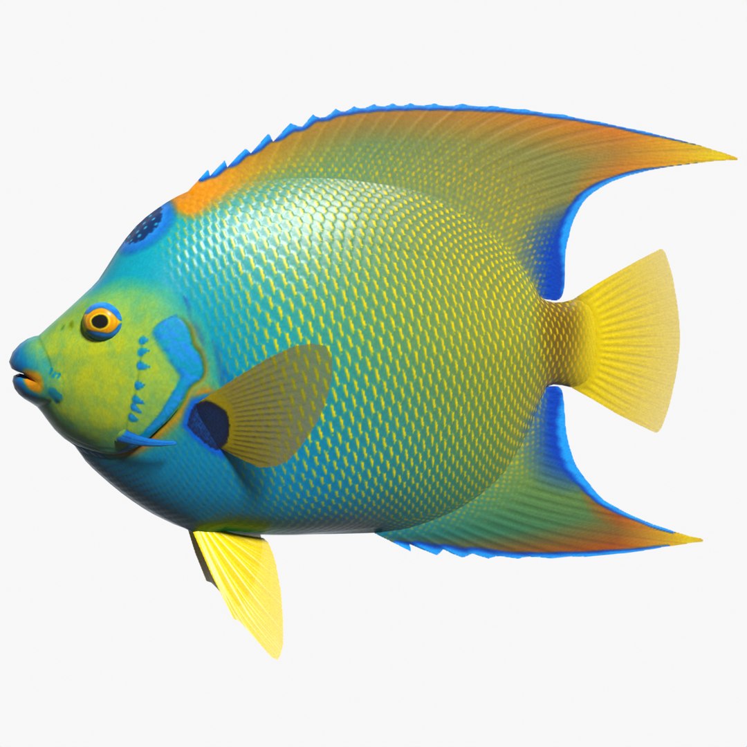 3ds max queen angelfish https://p.turbosquid.com/ts-thumb/4L/31azve/jp/queenafsearchimage/png/1646469399/1920x1080/fit_q87/4cfa90b4e2ed505f2e35ef51ea8f03017c4ee3f3/queenafsearchimage.jpg