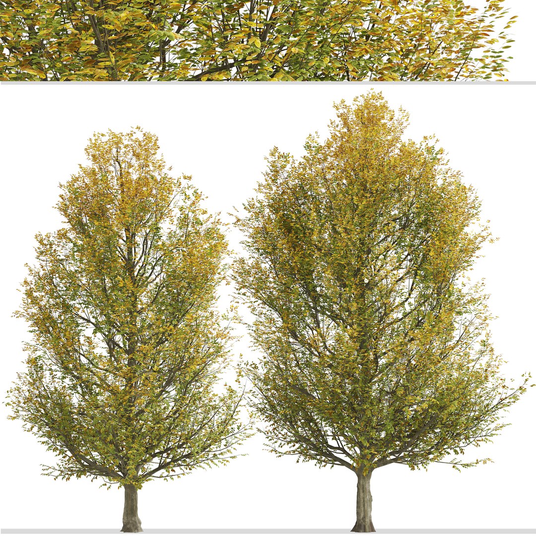 3D Set Of European Hornbeam Or Carpinus Betulus Tree - 2 Trees ...