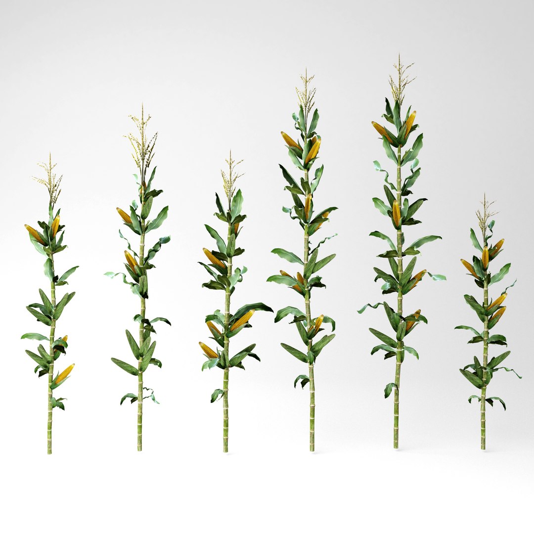 Corn Row 3D Model - TurboSquid 1518423