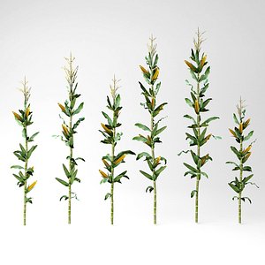 corn row 3D model
