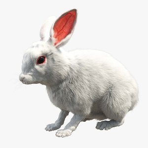 Rabbit 3D Models for Download | TurboSquid