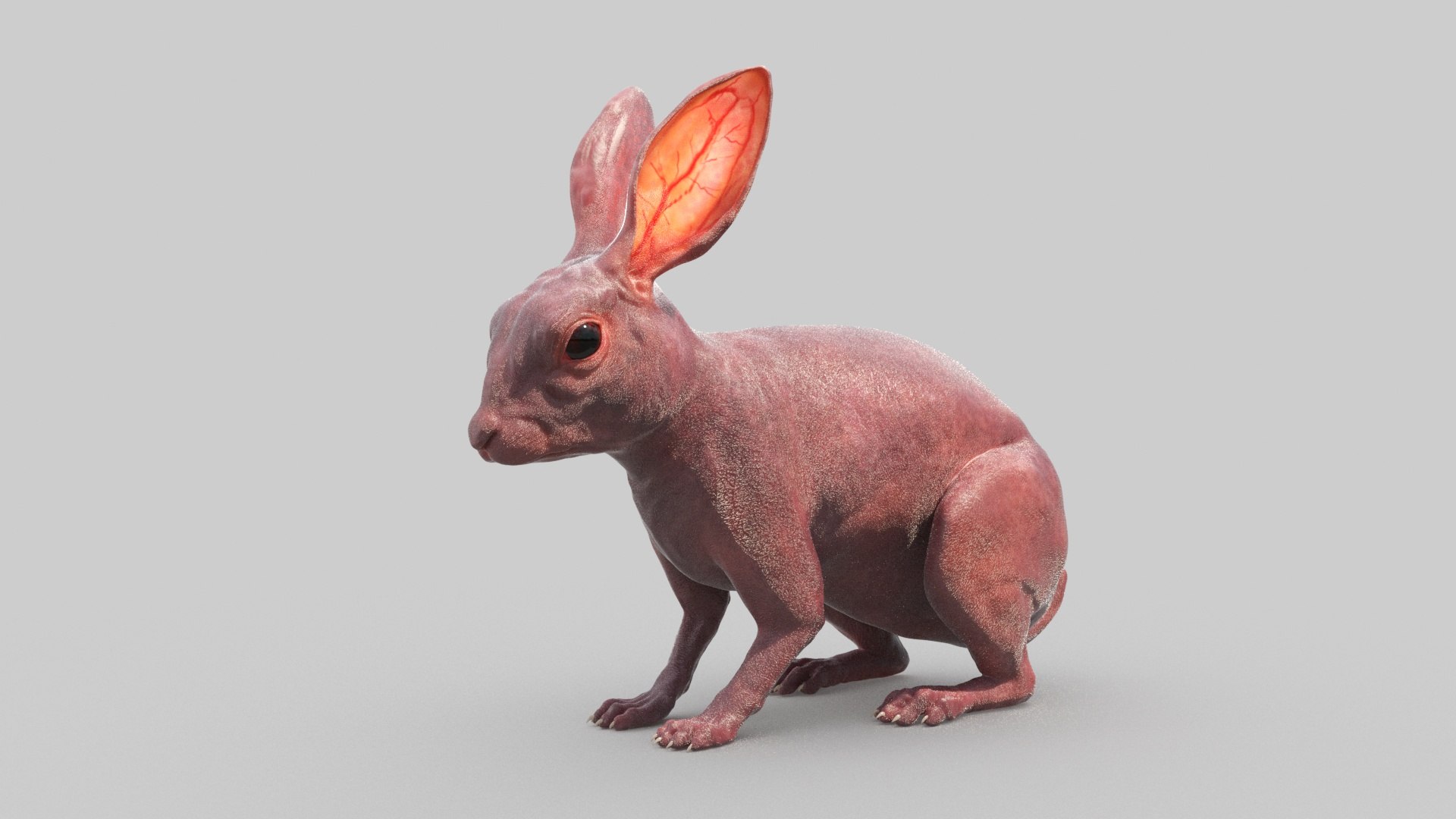 3D White Rabbit - TurboSquid 1796325
