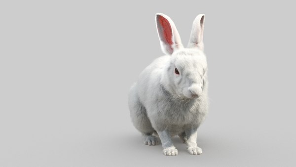 3D White Rabbit - TurboSquid 1796325