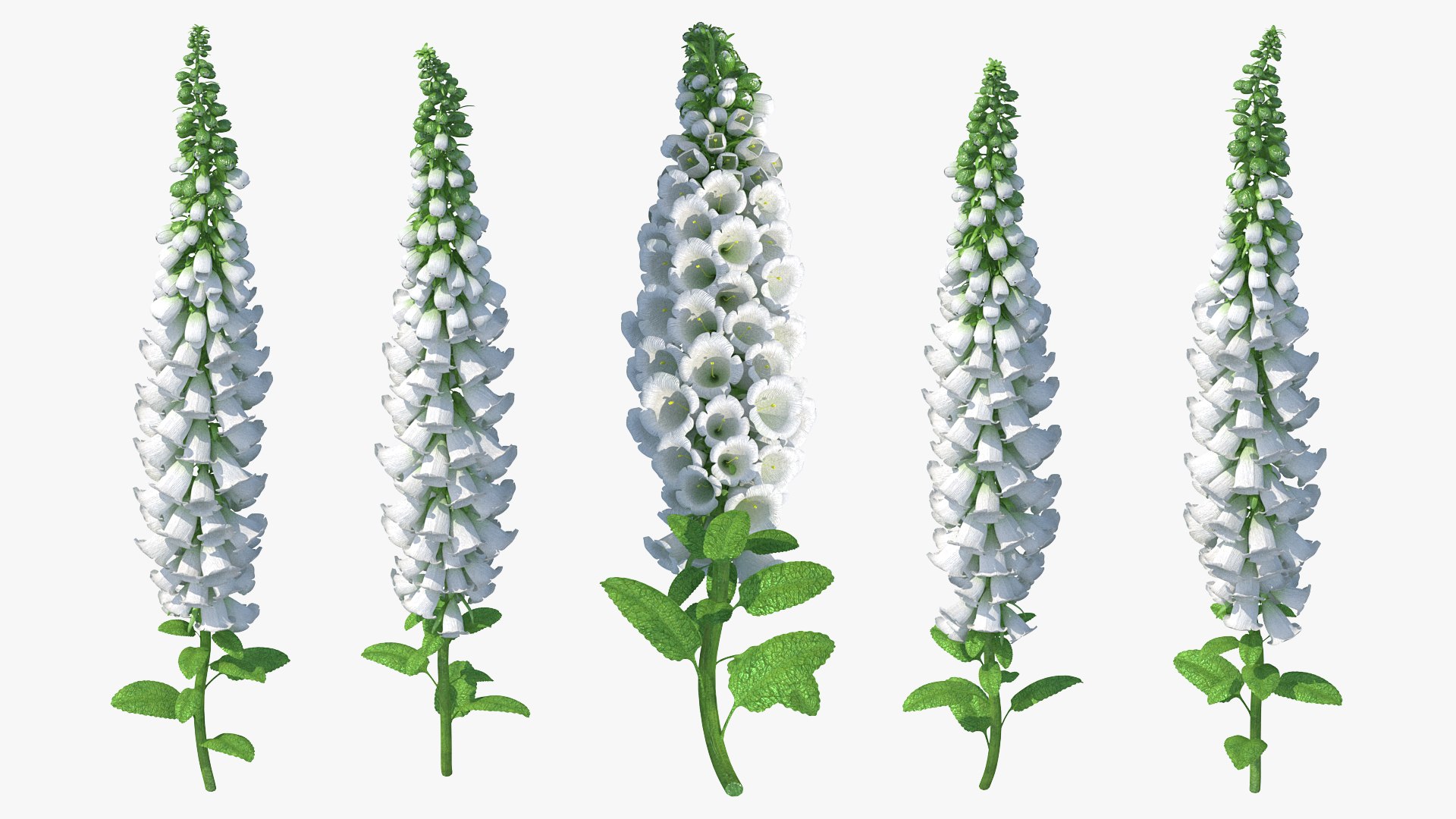 Digitalis Purpurea Albiflora 3D model preview