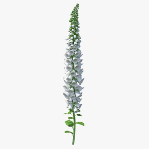 digitalis purpurea albiflora flora 3D model