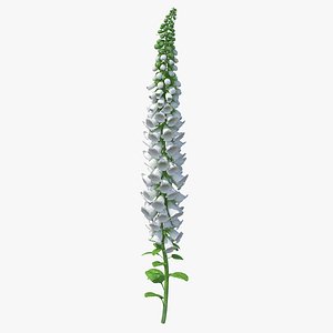 Digitalis Purpurea Albiflora