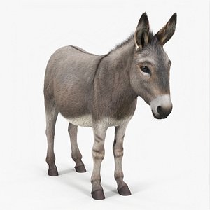 3D Domestic Donkey Standing Fur model