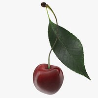 Sour Cherry with Leaf