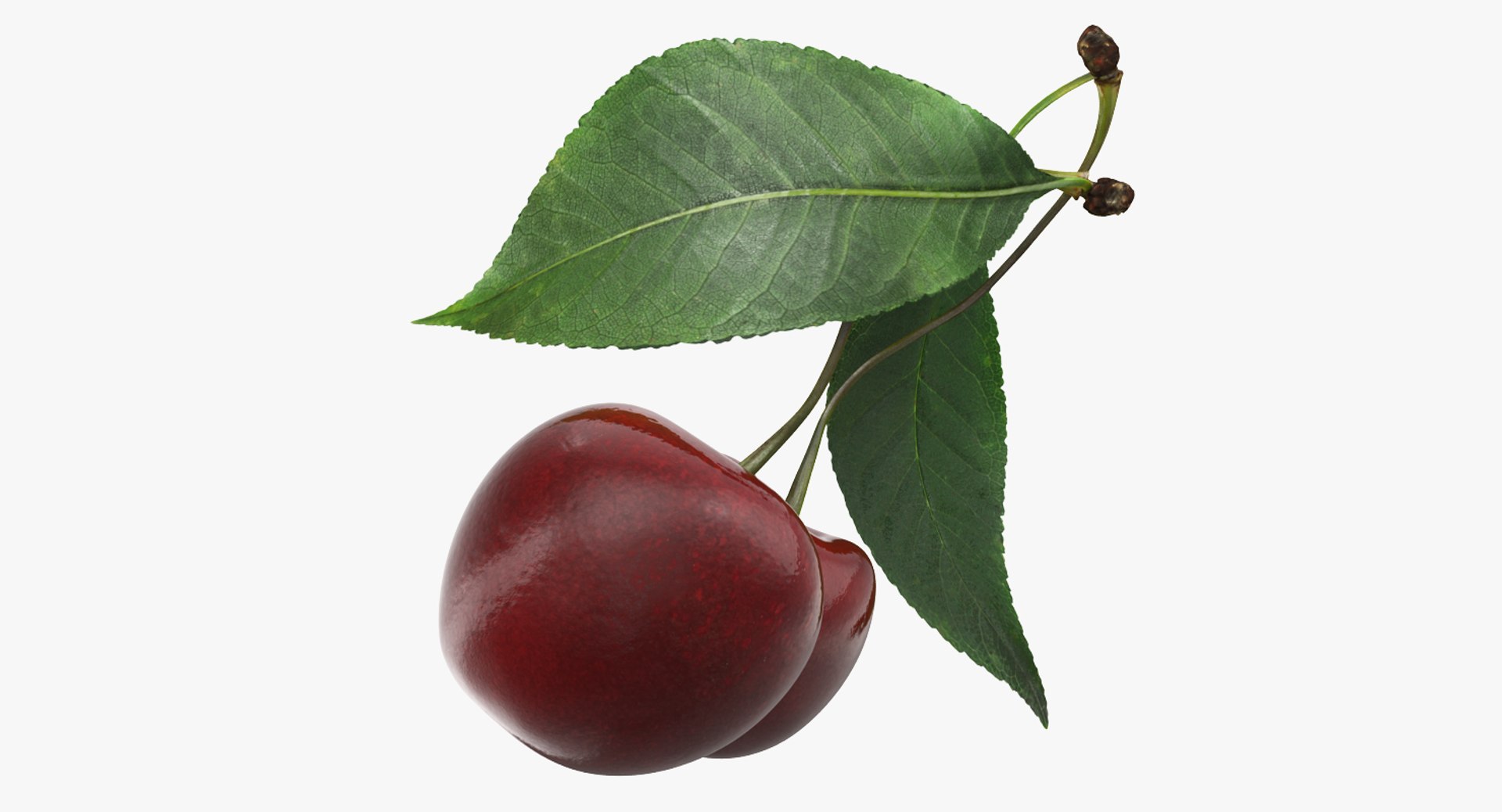 3D sour cherry leaf https://p.turbosquid.com/ts-thumb/4L/nMs3jO/9TnVHApI/sourcherrywithleafvray3dmodel006/jpg/1504851496/1920x1080/fit_q87/86877c01a0fe986e0149bb984dcdb9d62dca709a/sourcherrywithleafvray3dmodel006.jpg