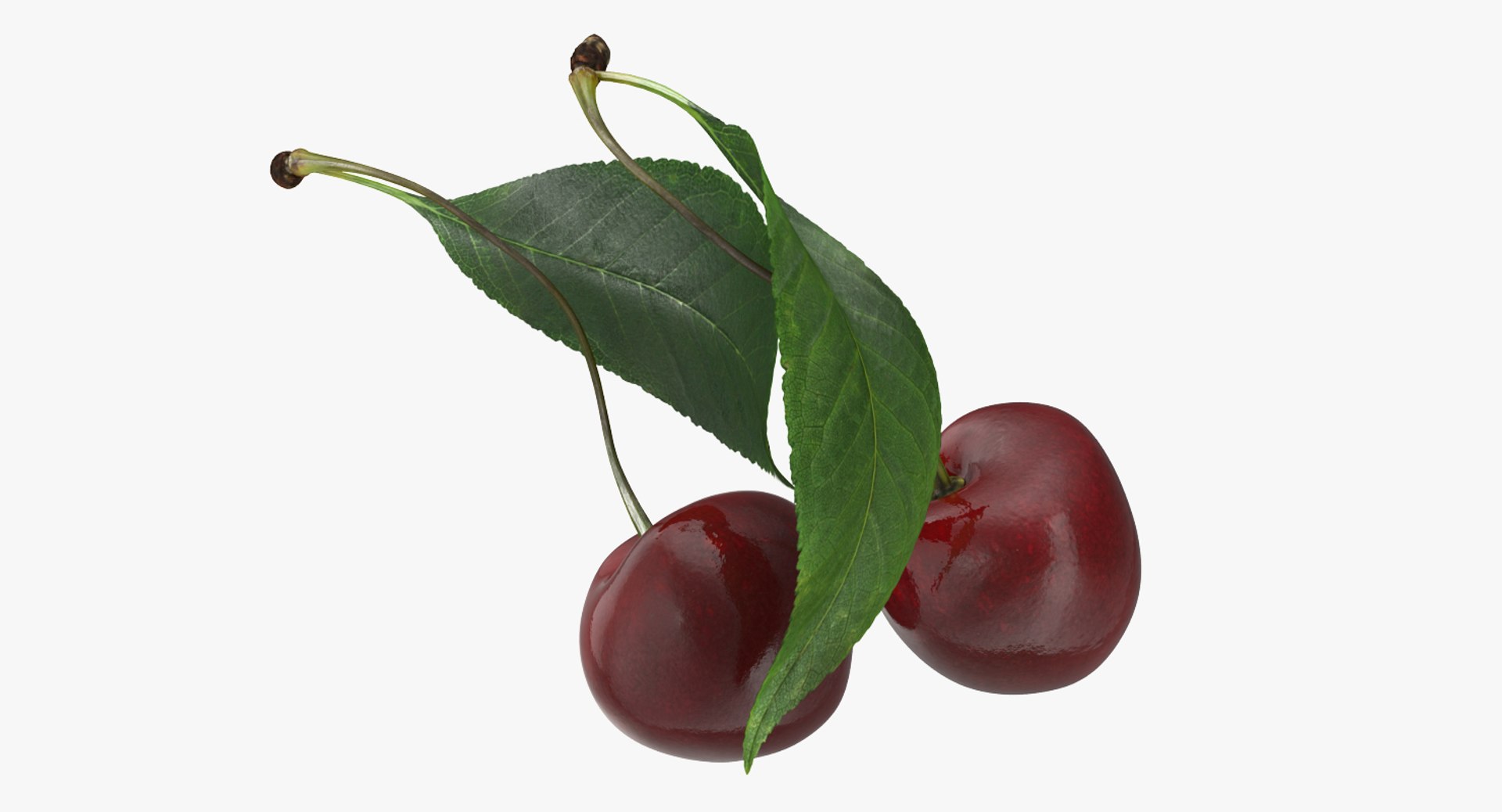 3D sour cherry leaf https://p.turbosquid.com/ts-thumb/4L/nMs3jO/C6zNHpzU/sourcherrywithleafvray3dmodel005/jpg/1504851496/1920x1080/fit_q87/377a94e146fd1dec93da515f29ed8e8ae2eeaa09/sourcherrywithleafvray3dmodel005.jpg