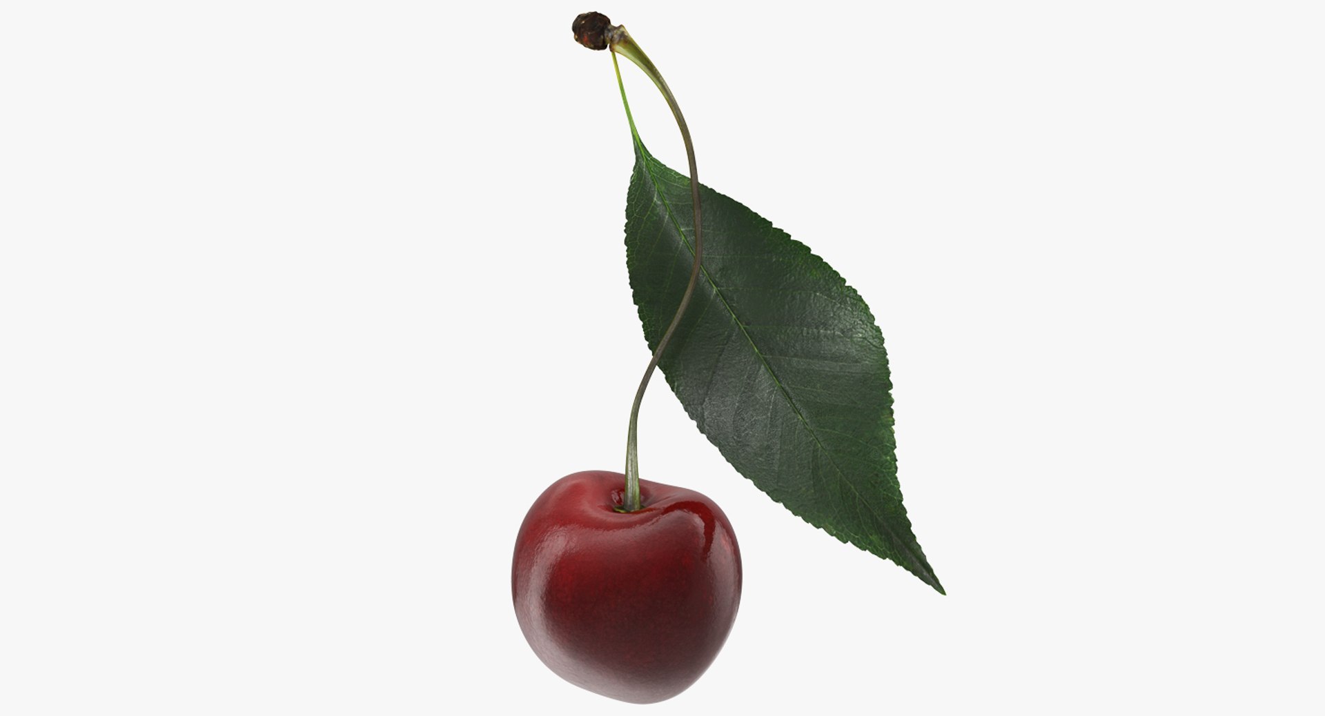 Sour Cherry with Leaf 3D model preview