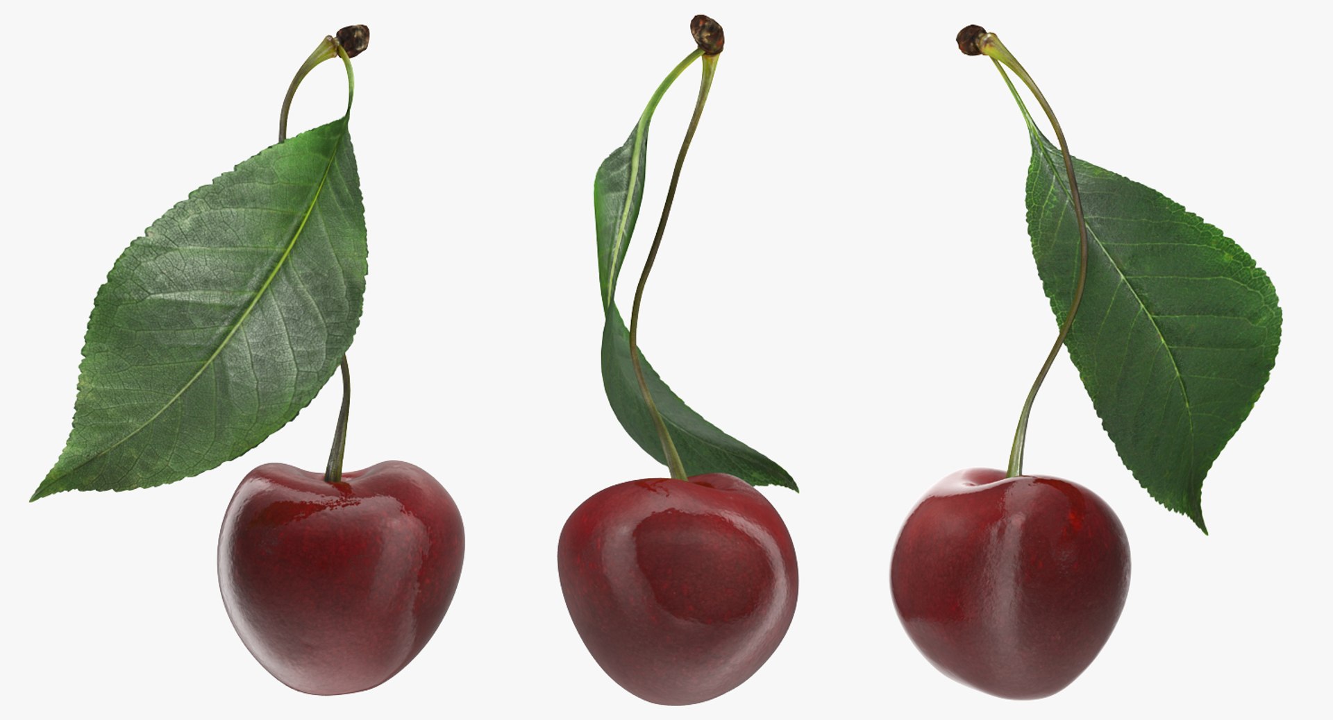 3D sour cherry leaf https://p.turbosquid.com/ts-thumb/4L/nMs3jO/O8qN0fBO/sourcherrywithleafvray3dmodel003/jpg/1504851496/1920x1080/fit_q87/6b2e90adbc09609d9225ed3d959360122900b690/sourcherrywithleafvray3dmodel003.jpg