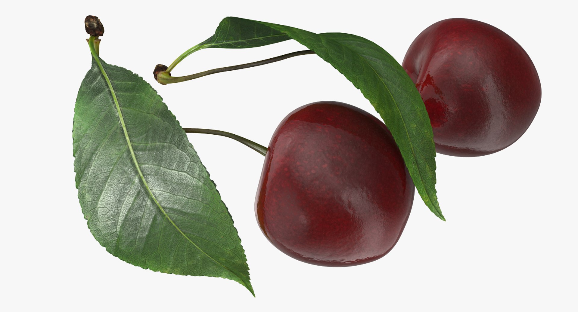 3D sour cherry leaf https://p.turbosquid.com/ts-thumb/4L/nMs3jO/pWpgs6G9/sourcherrywithleafvray3dmodel004/jpg/1504851496/1920x1080/fit_q87/dfe73fbd8dfae6276878ad095dea61036bac9717/sourcherrywithleafvray3dmodel004.jpg