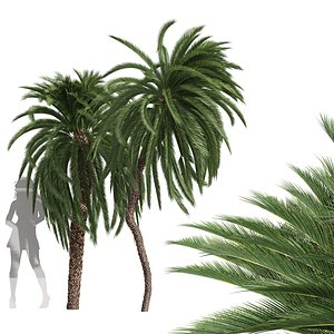 New Tree High detail Macrozamia Moorei Palm Tall 3D model