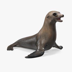 California Sea Lion Rigged for Cinema 4D