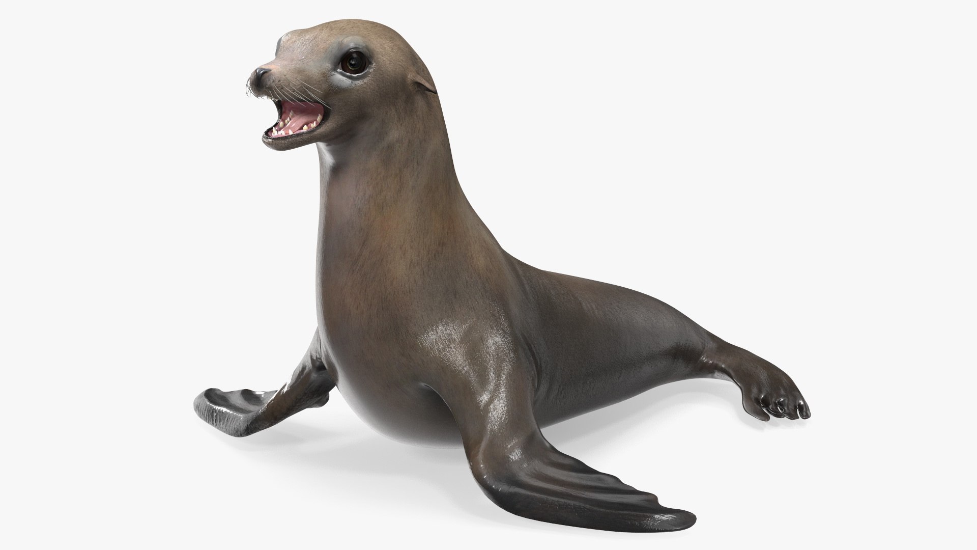 California Sea Lion Rigged for Cinema 4D 3D model preview