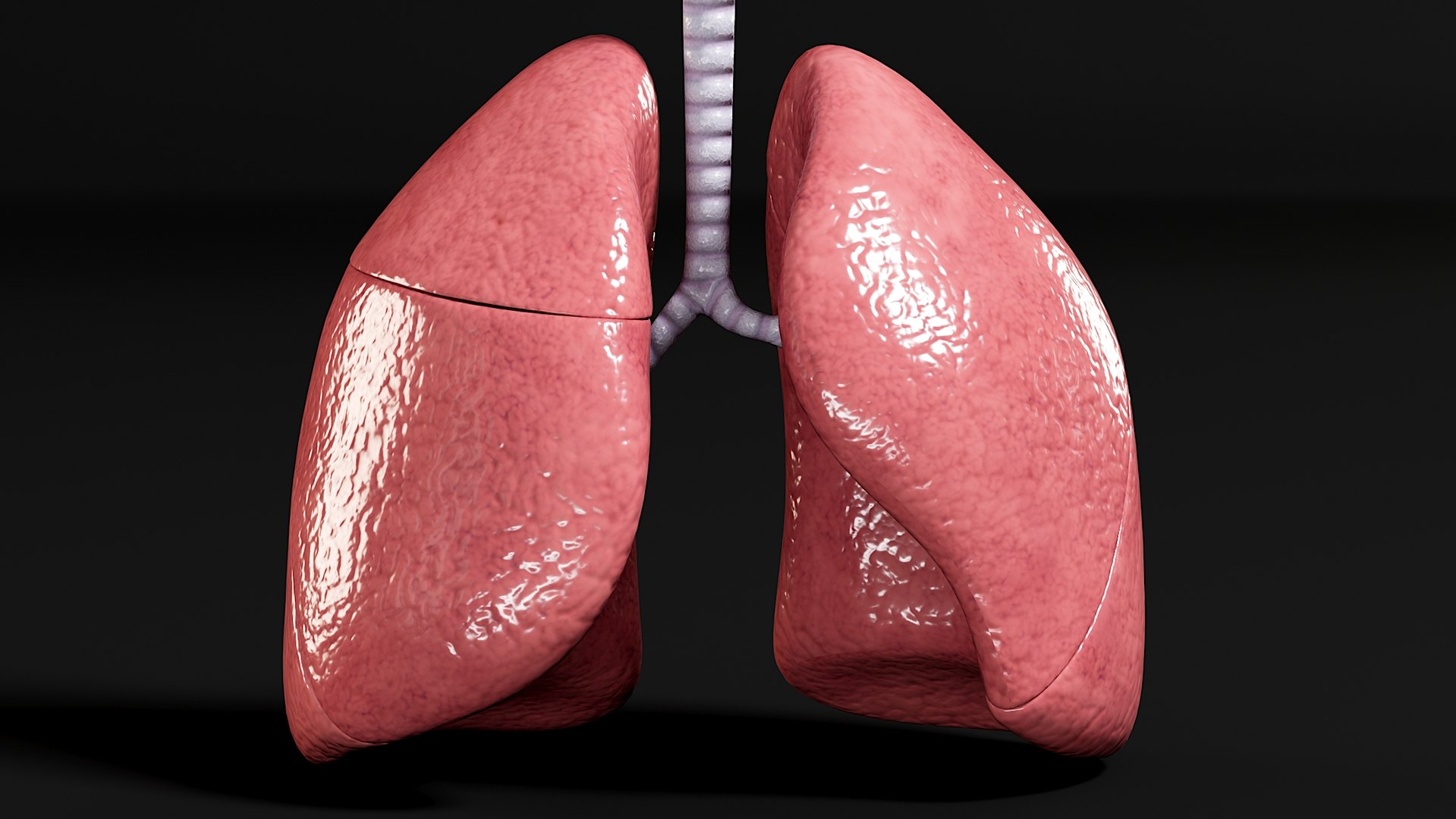 Respiratory alveoli coronavirus organized 3D - TurboSquid 1530559