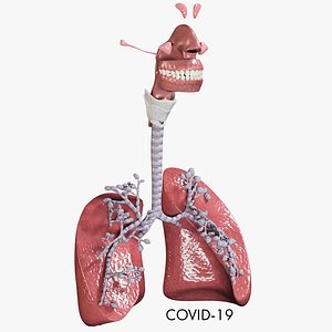 Respiratory System And Alveoli