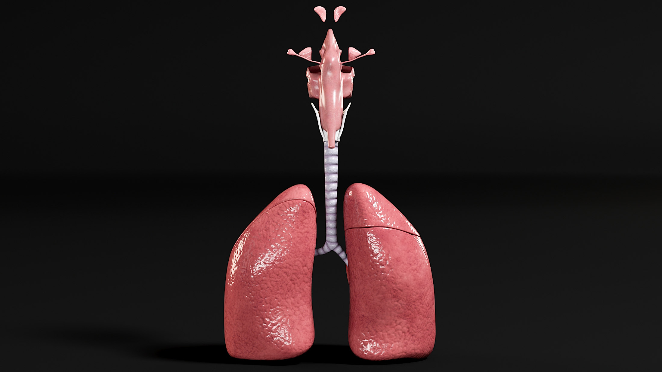 Respiratory alveoli coronavirus organized 3D - TurboSquid 1530559