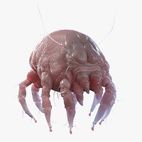 Dust Mite