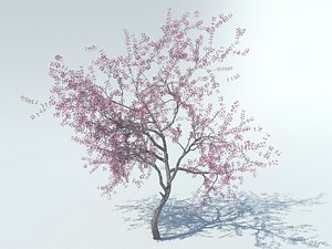 3d realistic sakura tree model