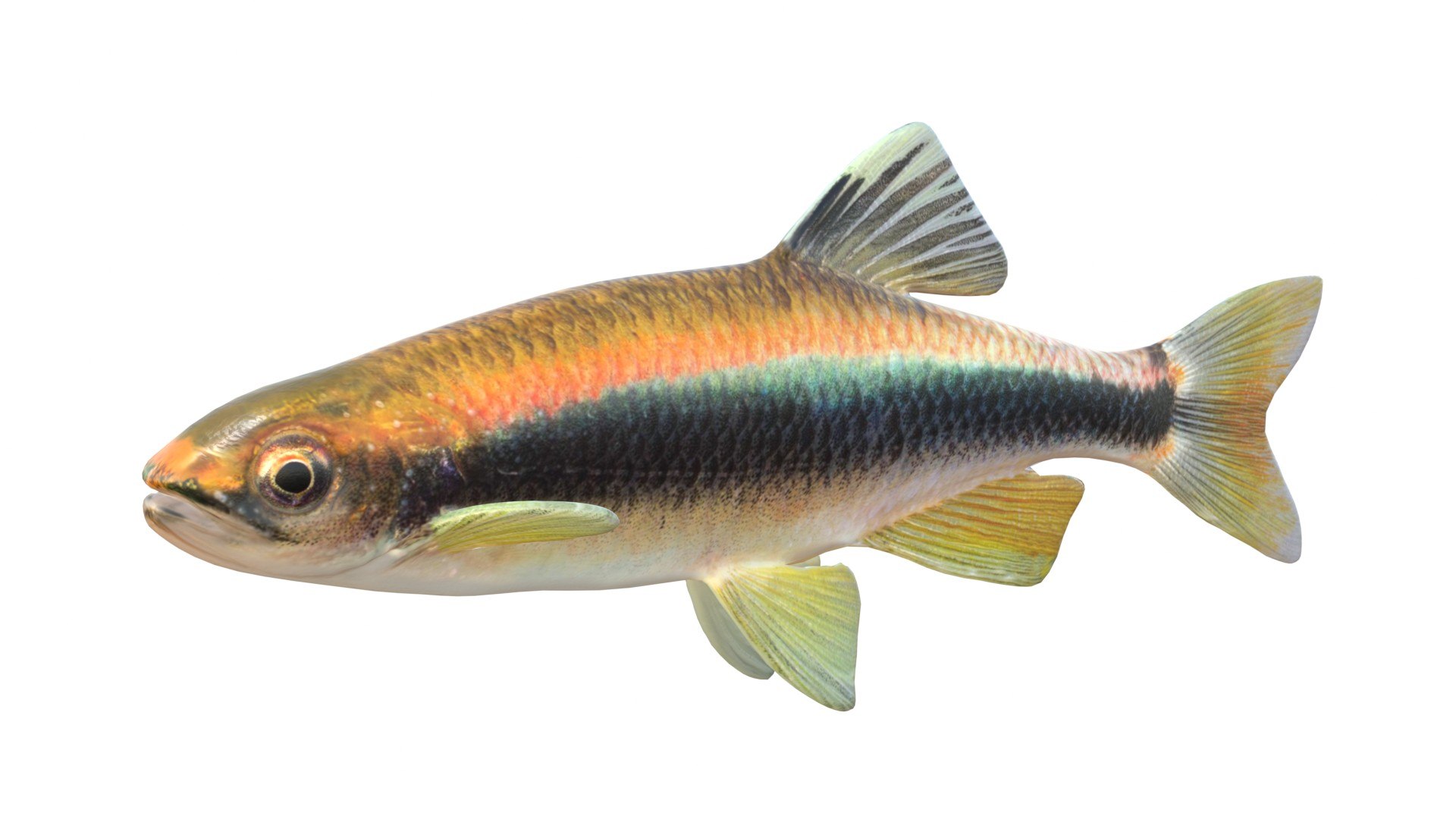 3D 50 Fish Sea Creatures Collection https://p.turbosquid.com/ts-thumb/4M/BKx2X5/1H/sailfinshiner/jpg/1776662128/1920x1080/fit_q87/844491dadc78f716a4720b7ab59e0a3a841e2a27/sailfinshiner.jpg
