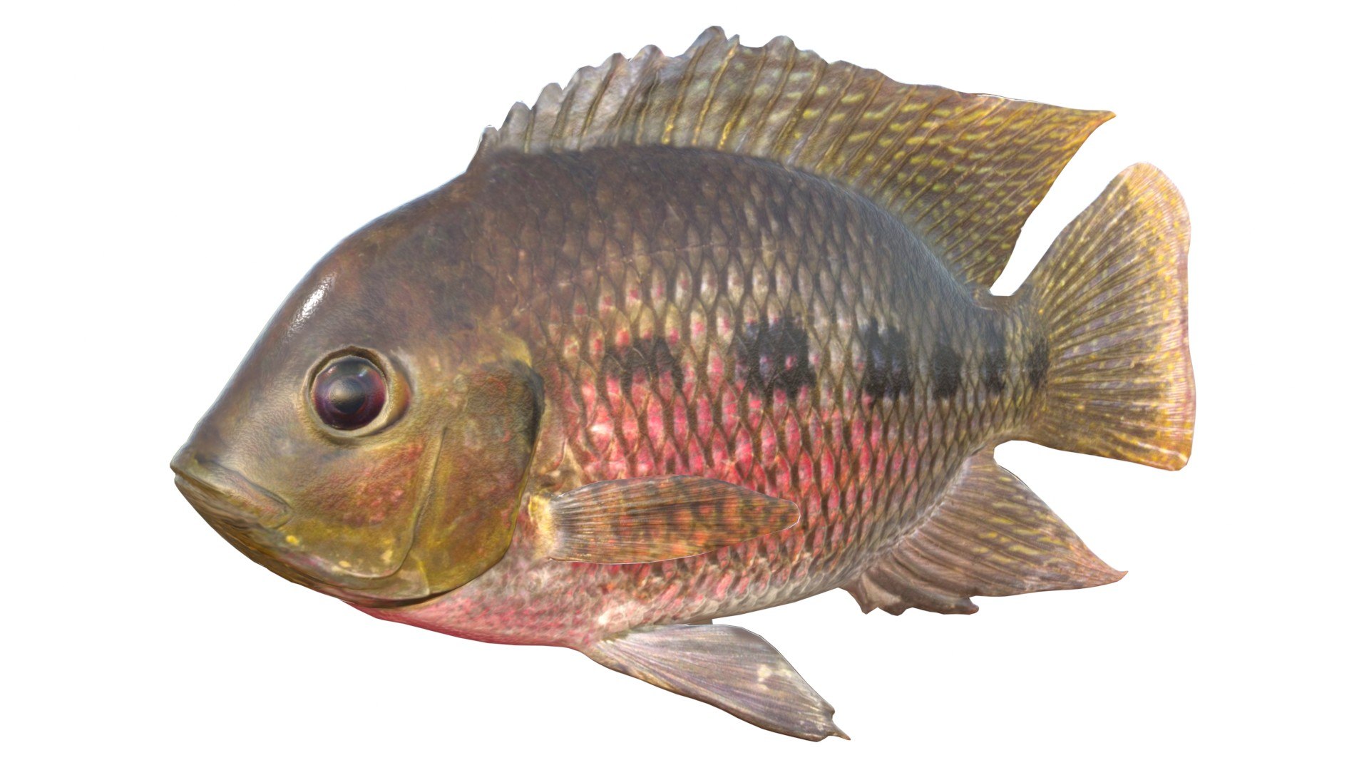 3D 50 Fish Sea Creatures Collection https://p.turbosquid.com/ts-thumb/4M/BKx2X5/21/spottedtilapia/jpg/1776662138/1920x1080/fit_q87/9eb87feb3da51ecf02ab9132ac88da7a508b60e6/spottedtilapia.jpg