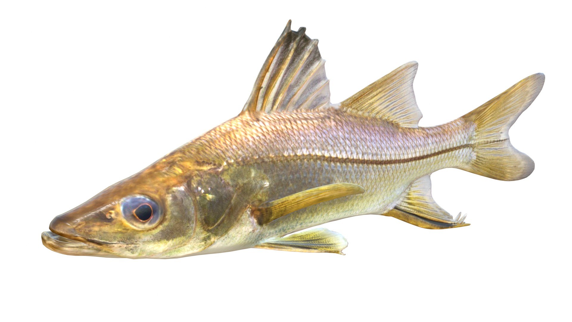 3D 50 Fish Sea Creatures Collection https://p.turbosquid.com/ts-thumb/4M/BKx2X5/2l/swordspinesnook/jpg/1776662140/1920x1080/fit_q87/19b5c45c9bce63db04c7d8f73f06a9682fe02976/swordspinesnook.jpg