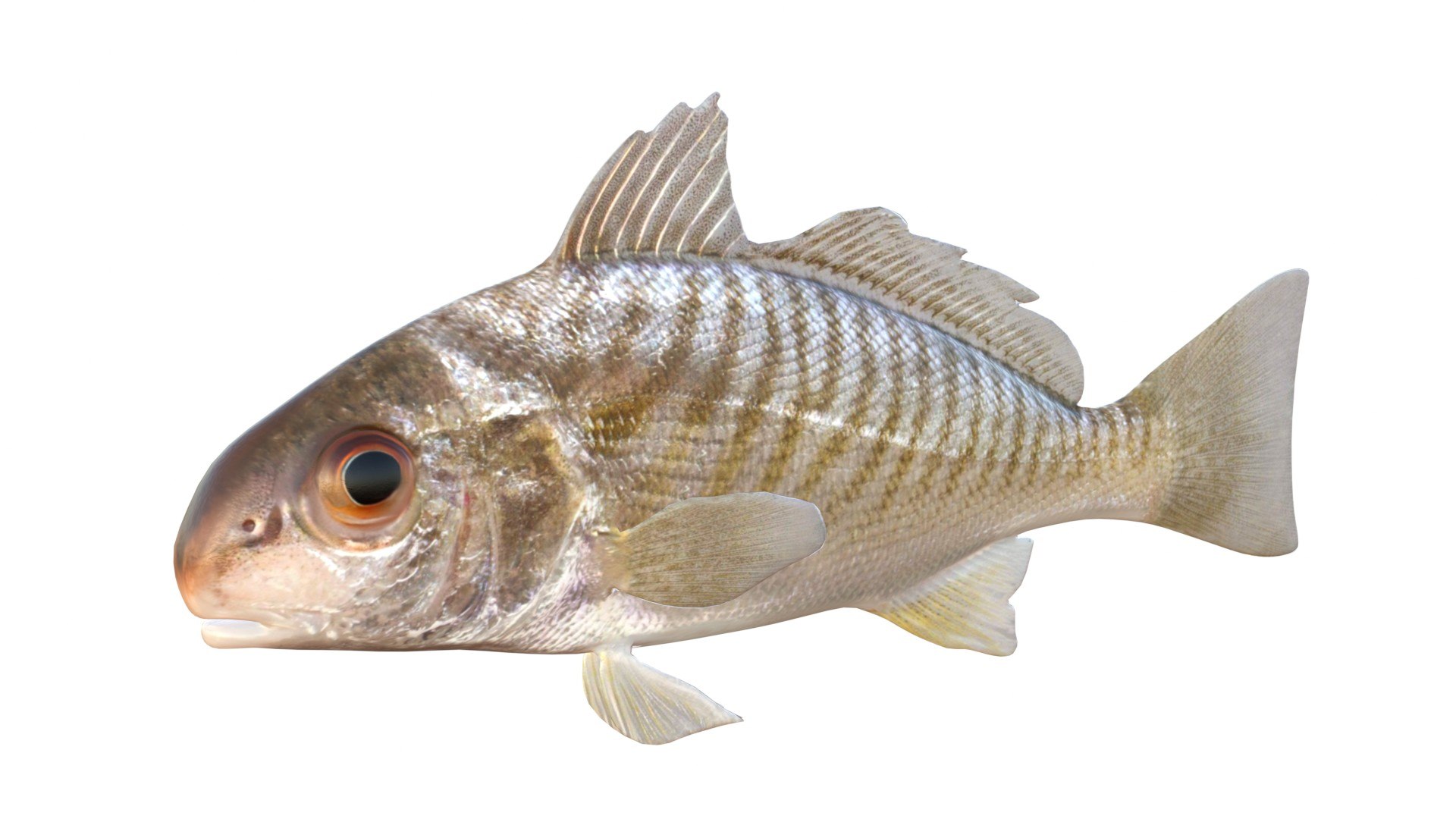 3D 50 Fish Sea Creatures Collection https://p.turbosquid.com/ts-thumb/4M/BKx2X5/5f/spot/jpg/1776662136/1920x1080/fit_q87/44ca768d5861d4a2b5439d278142fb69f59f9fc9/spot.jpg