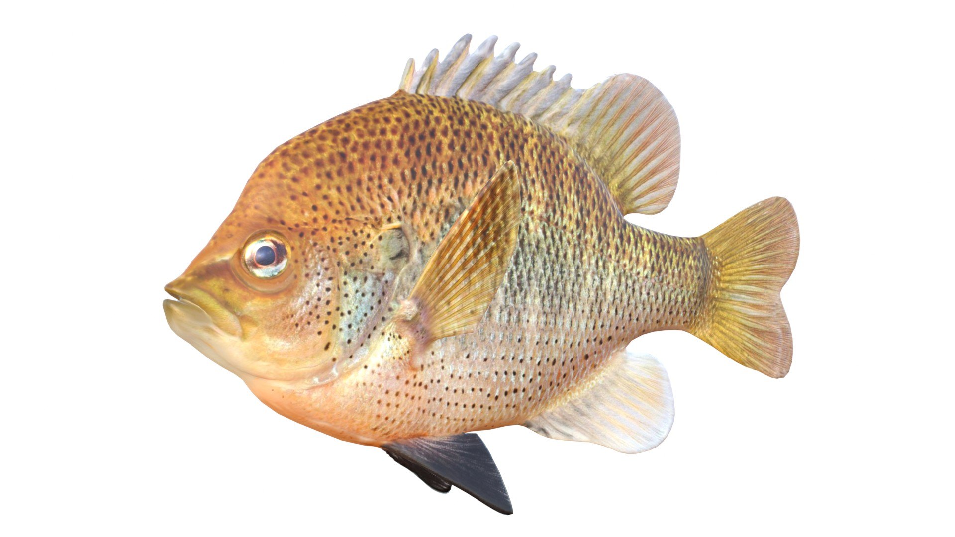 3D 50 Fish Sea Creatures Collection https://p.turbosquid.com/ts-thumb/4M/BKx2X5/5f/spottedsunfish/jpg/1776662137/1920x1080/fit_q87/774c6354eeb693d743c5d8ae5729ec82041fd3bc/spottedsunfish.jpg