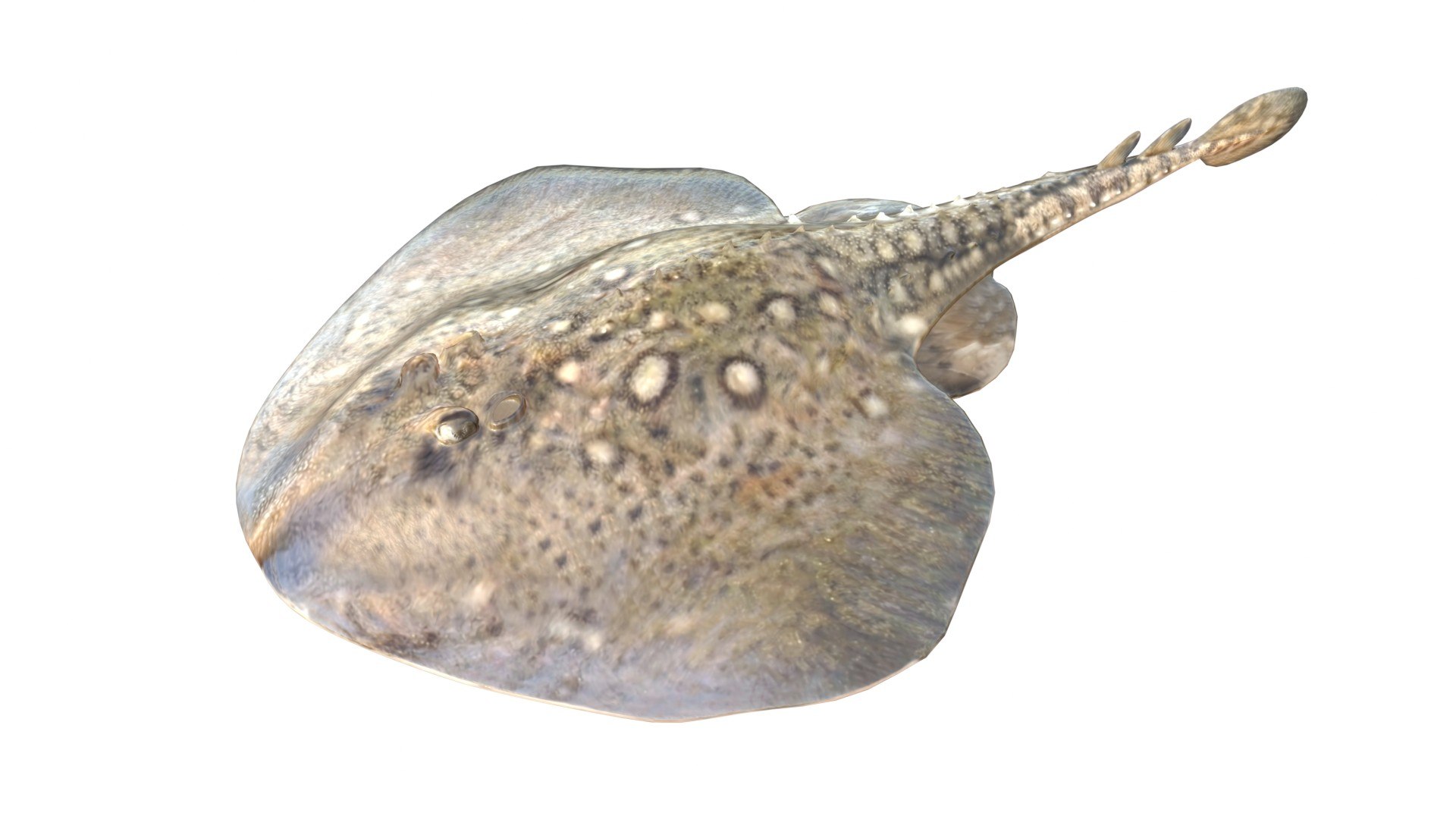 3D 50 Fish Sea Creatures Collection https://p.turbosquid.com/ts-thumb/4M/BKx2X5/75/thornbackray/jpg/1776662144/1920x1080/fit_q87/0a68464d14b82c9f39436eb8da29d16a92165606/thornbackray.jpg