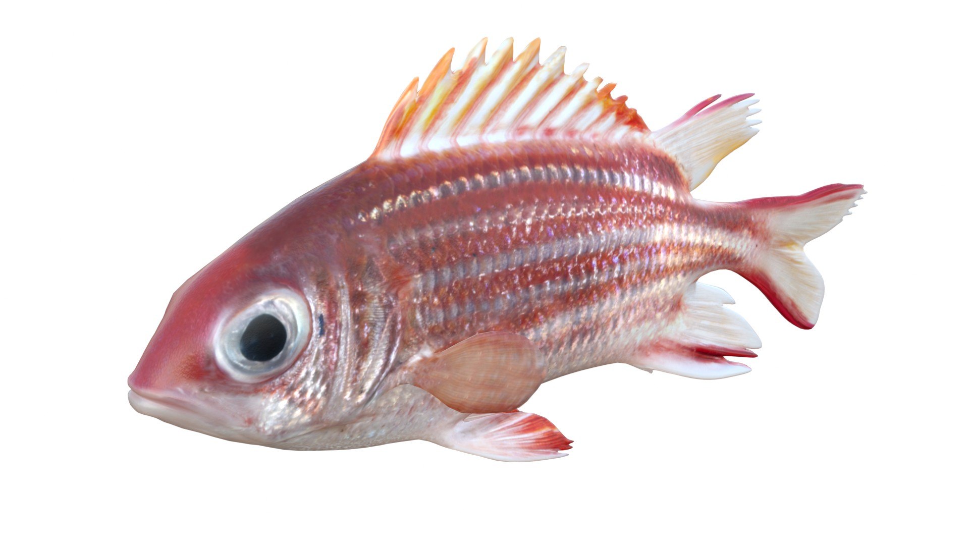 3D 50 Fish Sea Creatures Collection https://p.turbosquid.com/ts-thumb/4M/BKx2X5/83/redcoatfish/jpg/1776662123/1920x1080/fit_q87/dd4c720e03dc4a6e059b32830aa119ab55dc13d3/redcoatfish.jpg